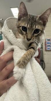 Alfred -  Domestic Short Hair Cat for Adoption in Honolulu, Hawaii - Alfred | PetCurious