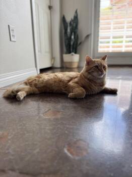 Domestic Short Hair Cats Available for Adoption in Lancaster, California - Tang | PetCurious