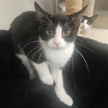 Bella -  Domestic Short Hair Cat for Adoption in Grantsville, Utah - Bella | PetCurious