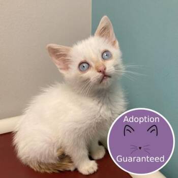 Milk -  Siamese and Domestic Short Hair Cat for Adoption in Janesville, Wisconsin - Milk | PetCurious