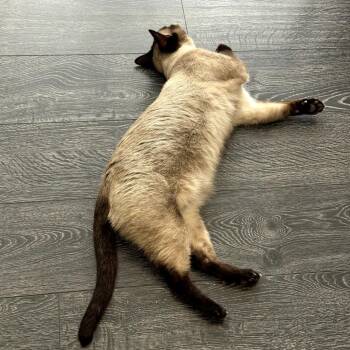 Momo -  Siamese Cat for Adoption in Long Beach, California - Momo | PetCurious