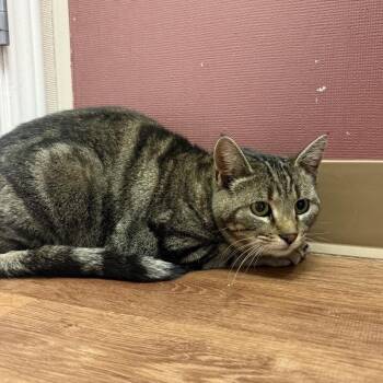 Domestic Short Hair Cats Available for Adoption in Lakewood, Colorado - LeeLee | PetCurious