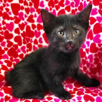 Hammerhead -  Domestic Short Hair Cat for Adoption in Mt. Juliet, Tennessee - Hammerhead | PetCurious