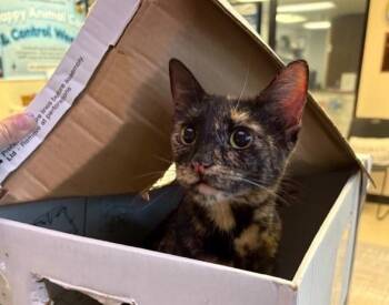 MAPLE -  Domestic Short Hair Cat for Adoption in Sugar Land, Texas - MAPLE | PetCurious