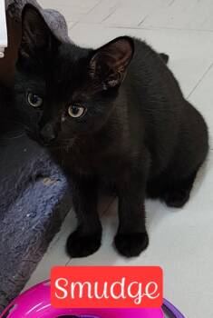 Rescue Domestic Short Hair Cats for Adoption in Jim Thorpe, Pennsylvania - Smudge | PetCurious