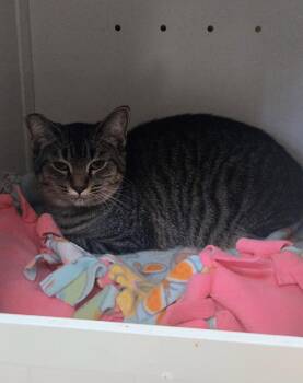 Pichu -  Domestic Short Hair Cat for Adoption in Kalamazoo, Michigan - Pichu | PetCurious