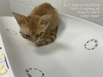 VIOLA -  Domestic Short Hair Cat for Adoption in Ocala, Florida - VIOLA | PetCurious