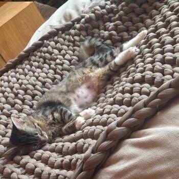 Pixie Stix -  Domestic Short Hair Cat for Adoption - Pixie Stix | PetCurious