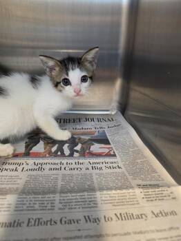 KITTEN 1 -  Domestic Short Hair Cat for Adoption in Houston, Texas - KITTEN 1 | PetCurious