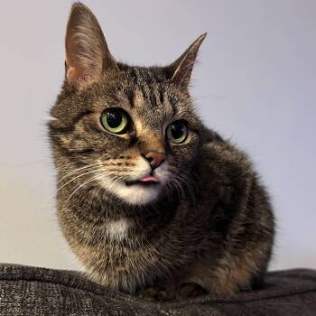 Domestic Short Hair Cats Available for Adoption in Evanston, Illinois - Lucille | PetCurious