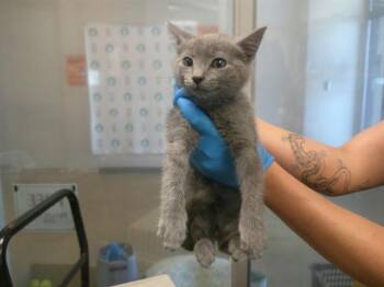 A478155 -  Domestic Short Hair Cat for Adoption in Oklahoma City, Oklahoma - A478155 | PetCurious