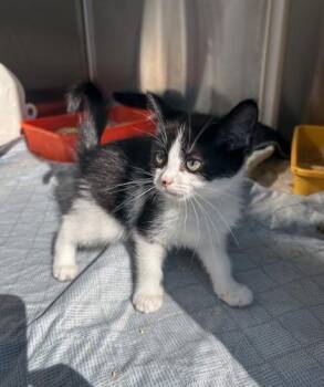 Virginia -  Domestic Short Hair Cat for Adoption in Westland, Michigan - Virginia | PetCurious