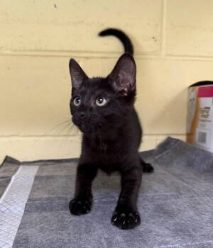 Gnocchi -  Domestic Short Hair Cat for Adoption in Kingsland, Georgia - Gnocchi | PetCurious