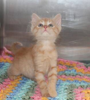Domestic Long Hair and Tabby Cats Available for Adoption in Prattville, Alabama - Oliver - 43482 | PetCurious