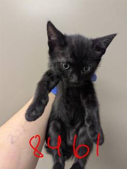 Domestic Short Hair Cats Available for Adoption in Ontario, California - GIGI - ADOPTION PENDING | PetCurious