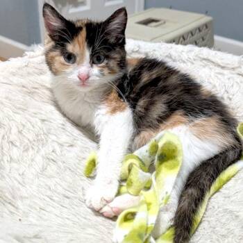 Domestic Short Hair Cats Available for Adoption - Frida -- Bonded Buddy With Monet | PetCurious