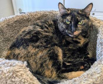 Mama Alice -  Domestic Short Hair Cat Available for Adoption in Youngtown, Arizona - Mama Alice | PetCurious