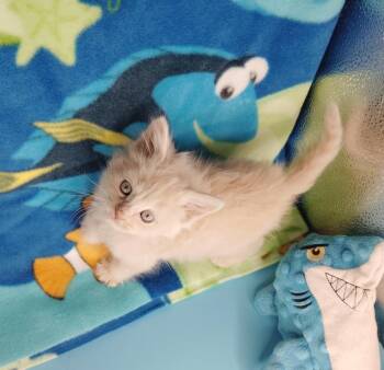 Nemo -  Domestic Short Hair Cat Available for Adoption in San Jacinto, California - Nemo | PetCurious