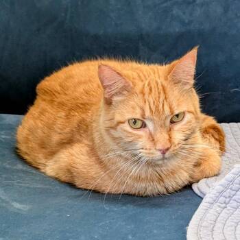 Domestic Short Hair Cats Available for Adoption - Lola | PetCurious