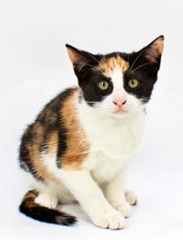 Squash -  Domestic Short Hair Cat for Adoption in Morton Grove, Illinois - Squash | PetCurious