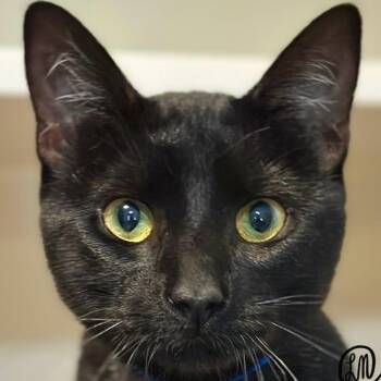 Finn -  Domestic Short Hair Cat for Adoption in Victor, New York - Finn | PetCurious