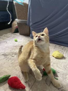 Domestic Short Hair Cats Available for Adoption - Charmander | PetCurious