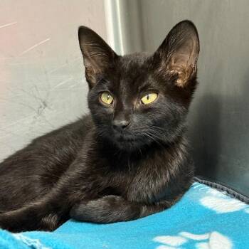 Harry -  Domestic Short Hair Cat for Adoption in Buffalo, New York - Harry | PetCurious