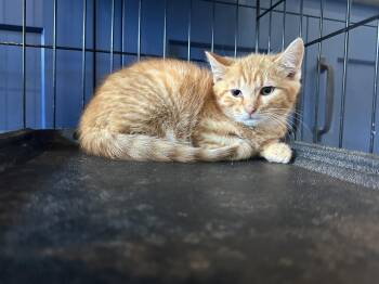 Jeff -  Domestic Short Hair Cat for Adoption in Tipp City, Ohio - Jeff | PetCurious