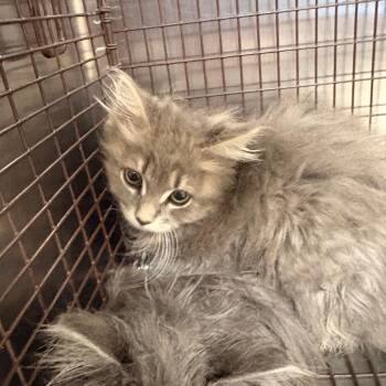 Belair -  Domestic Short Hair Cat for Adoption in Winston-salem, North Carolina - Belair | PetCurious