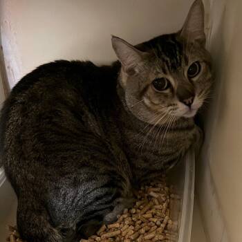Jethro -  Domestic Short Hair Cat Available for Adoption in Yuma, Arizona - Jethro | PetCurious