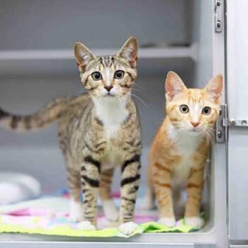 Golden -  Domestic Short Hair Cat for Adoption in Atlanta, Georgia - Golden | PetCurious