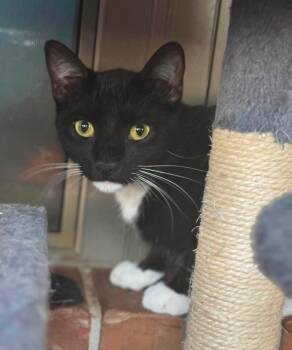 Riley -  Tuxedo Cat for Adoption in Warr Acres, Oklahoma - Riley | PetCurious