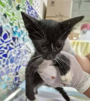 JOLIET -  Domestic Short Hair Cat for Adoption in Pensacola, Florida - JOLIET | PetCurious