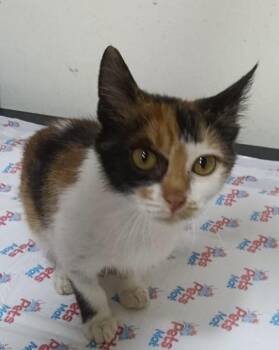 Lola- Calico -  Calico Cat for Adoption in Brampton, Ontario - Lola- Calico | PetCurious