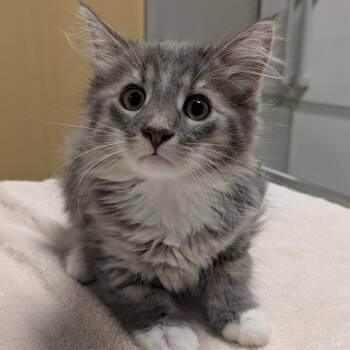 Pearl Jam -  Domestic Long Hair Cat for Adoption in Chicago, Illinois - Pearl Jam | PetCurious