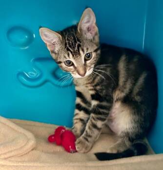 Pop -  Domestic Short Hair Cat for Adoption in Seattle, Washington - Pop | PetCurious