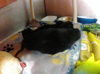 MICKEY -  Domestic Short Hair Cat for Adoption in Omaha, Nebraska - MICKEY | PetCurious