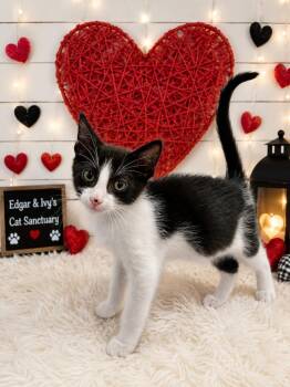 Fisher -  Domestic Short Hair Cat for Adoption in Corpus Christi, Texas - Fisher | PetCurious