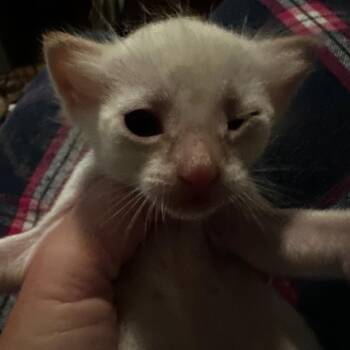 CLOUD -  Domestic Short Hair Cat for Adoption in Richmond, California - CLOUD | PetCurious