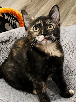 Rescue Domestic Short Hair Cats for Adoption in Franklin, Tennessee - KITTEN AUTUMN | PetCurious