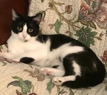 Rescue Domestic Short Hair Cats for Adoption in Murfreesboro, Tennessee - Taylor | PetCurious