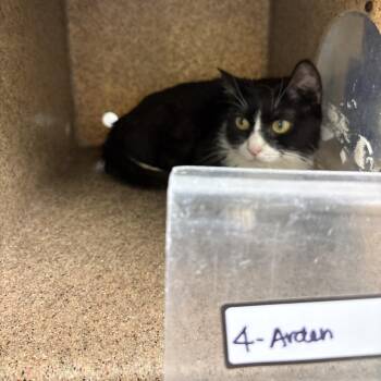 Arden 4 -  Domestic Short Hair Cat for Adoption in Philadelphia, Pennsylvania - Arden 4 | PetCurious