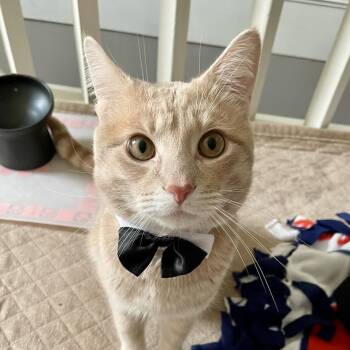 Rescue Domestic Short Hair Cats for Adoption in Plymouth, Minnesota - Teddy | PetCurious