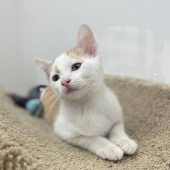 Sweetcorn -  Domestic Short Hair Cat for Adoption in Champaign, Illinois - Sweetcorn | PetCurious