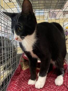 A1123894 -  Domestic Short Hair Cat for Adoption in Fort Myers, Florida - A1123894 | PetCurious