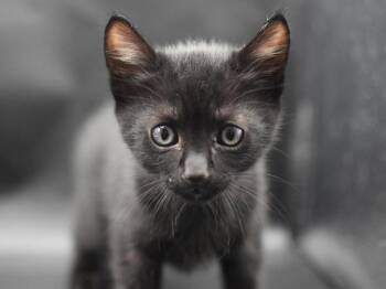 Simon Seville -  Domestic Short Hair Cat for Adoption in Portland, Oregon - Simon Seville | PetCurious