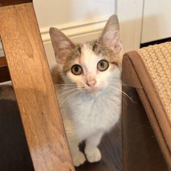 Shelly -  Calico Cat for Adoption in Knoxville, Tennessee - Shelly | PetCurious