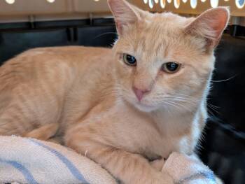 Rescue Domestic Short Hair Cats for Adoption in Bell Gardens, California - Simba | PetCurious