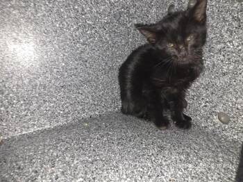 ECLIPSE -  Domestic Short Hair Cat for Adoption in Casper, Wyoming - ECLIPSE | PetCurious