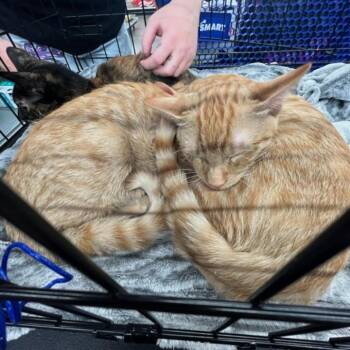 Rescue Domestic Short Hair Cats for Adoption in Redlands, California - Bob & Babytron | PetCurious